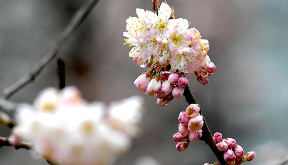 繁花盛景催热“春游经济”，清明踏青赏花热潮同比激增逾七倍